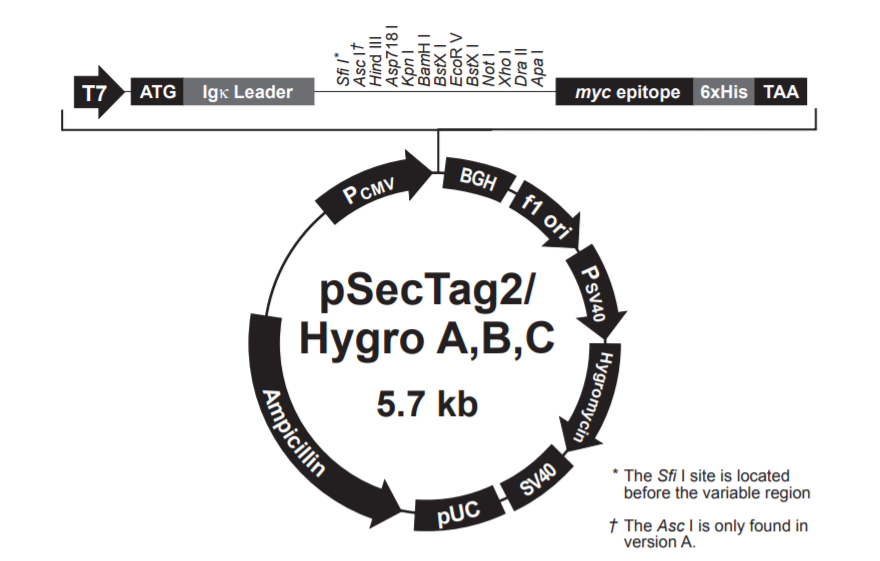 pSecTag2Hygro A载体图谱